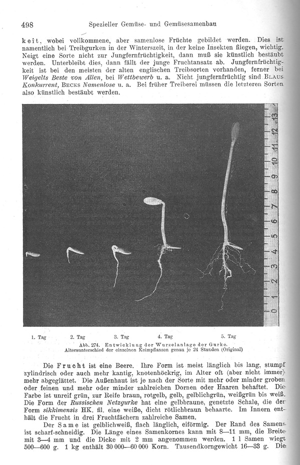 Seite 498: Botanische Kennzeichen der Gurke