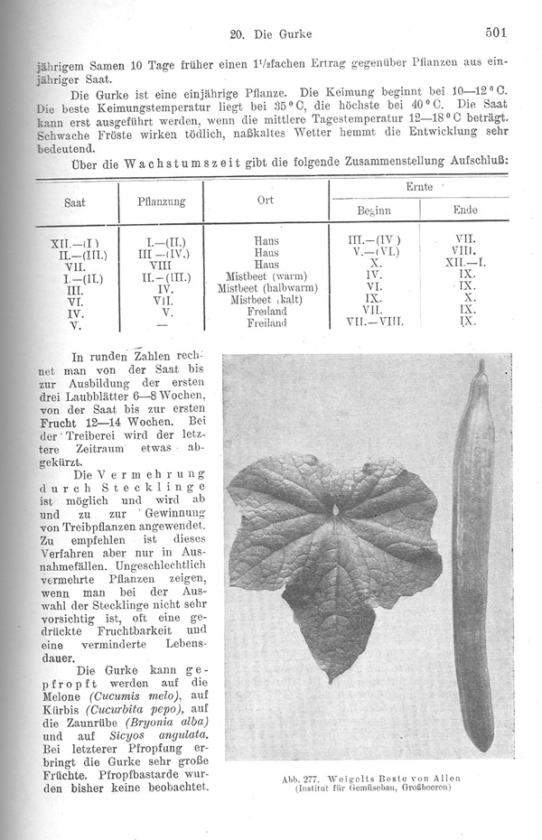 Seite 501 Botanische Kennzeichen der Gurke