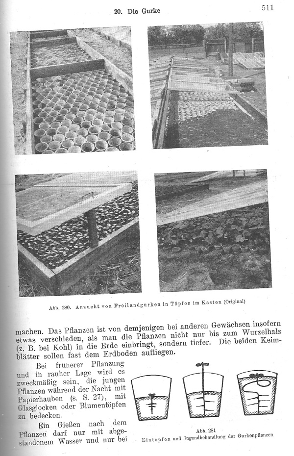Seite 511: Der Freilandanbau der Gurke