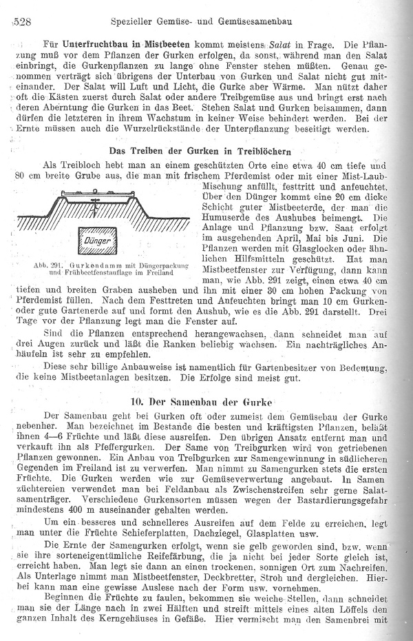 Seite 528: Der Samenbau der Gurke