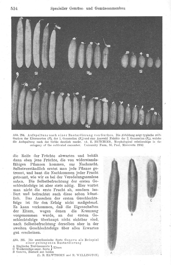 Seite 534: Die Züchtung der Gurke