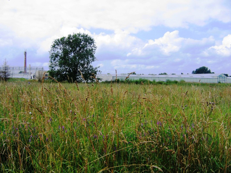 Restanten ‚Klein-Holland‘ in Manschnow II (Foto Annemieke Hendriks)