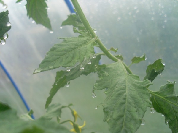 Tomatenblätter mit Kondenswassertröpfchen - wunderschön anzusehen, aber nur schwer auszuhalten