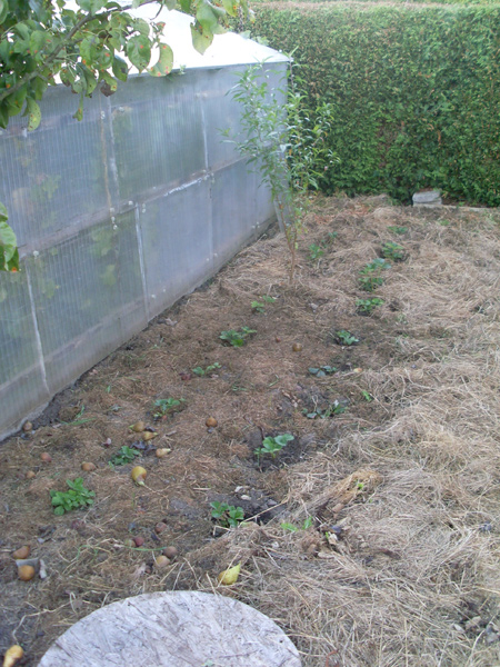 Im Garten gesammelte Erdbeerpflanzen