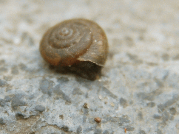 Trochulus hispidus in Bewegung