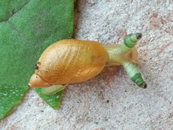 Vom Saugwurm Leucochloridium paradoxum parasitierte Gemeine Bergsteinschnecke (Succinea putris)