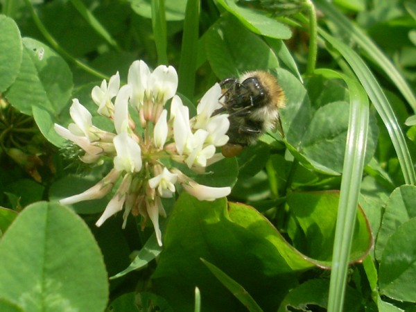 Nimm noch einen letzten Schluck, kleine Hummel, dann komme ich mit dem Rasenmäherchen