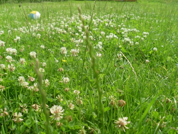 Soviele wunderbare Blüten sollen gemäht werden