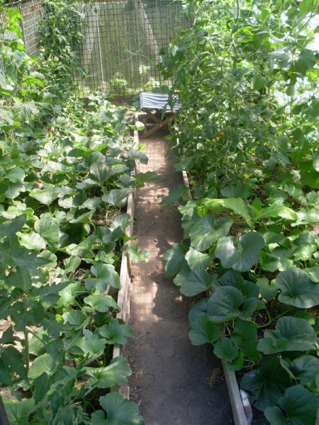 Blick ins Gewächshaus im Juli 2013