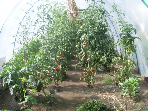 Der Folientunnel mit den zu beerntenden Tomatenpflanzen