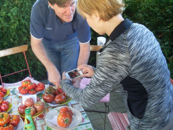 Sonderbehandlung der Gewinnertomate