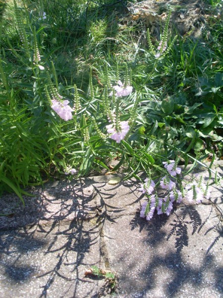 Gelenkblume (12. Juli 2014)