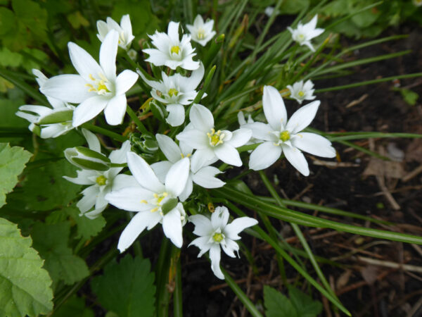 Von Schnecken angefressene Blüten des Milchsterns