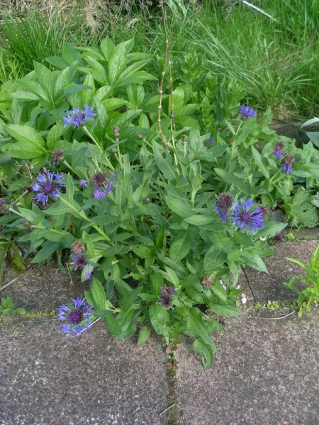 Bergflockenblume am 15. Mai 2014