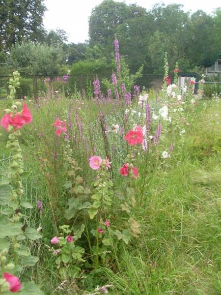 Einfahrt zum Carport (Juli 2014), Blutweiderich zwischen Stockrosen