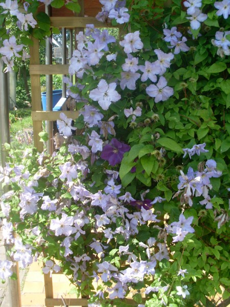 Clematis, 6. Juli 2014