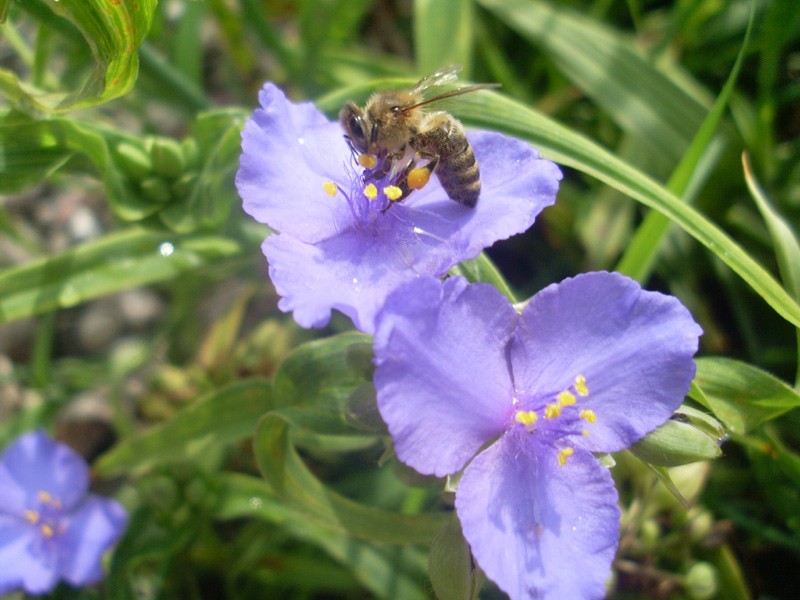 Sie sind zumindest sehr beliebt bei Bienen