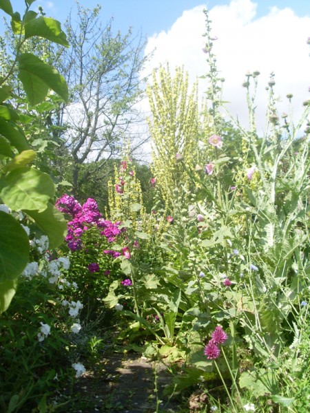 Staudenpracht mit Eselsdistel am Eingang (12. Juli 2014)