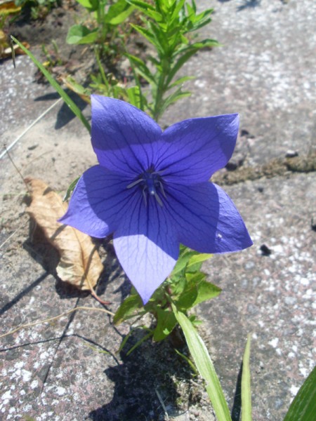 Unbekannte Glockenblume (12. Juli 2014)