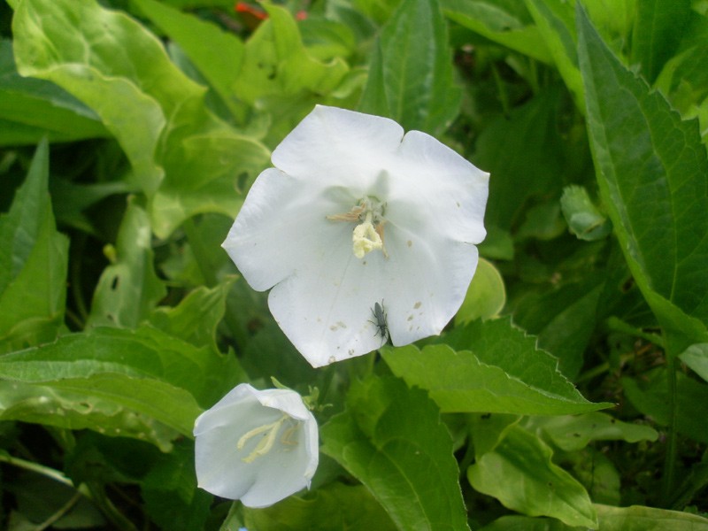 Unbekannte weiße Glockenblume