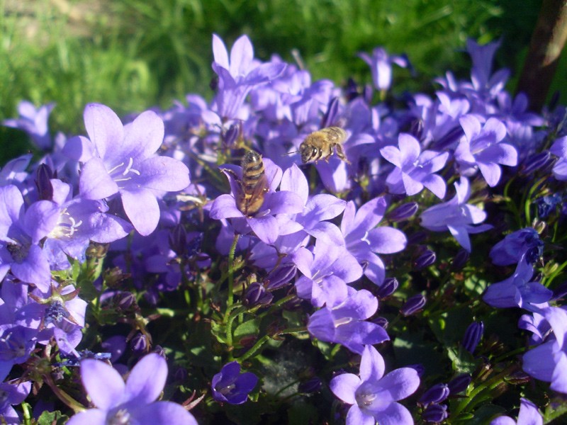 Bienen in Blüten der Polsterglockenblume (8. Juni 2014)