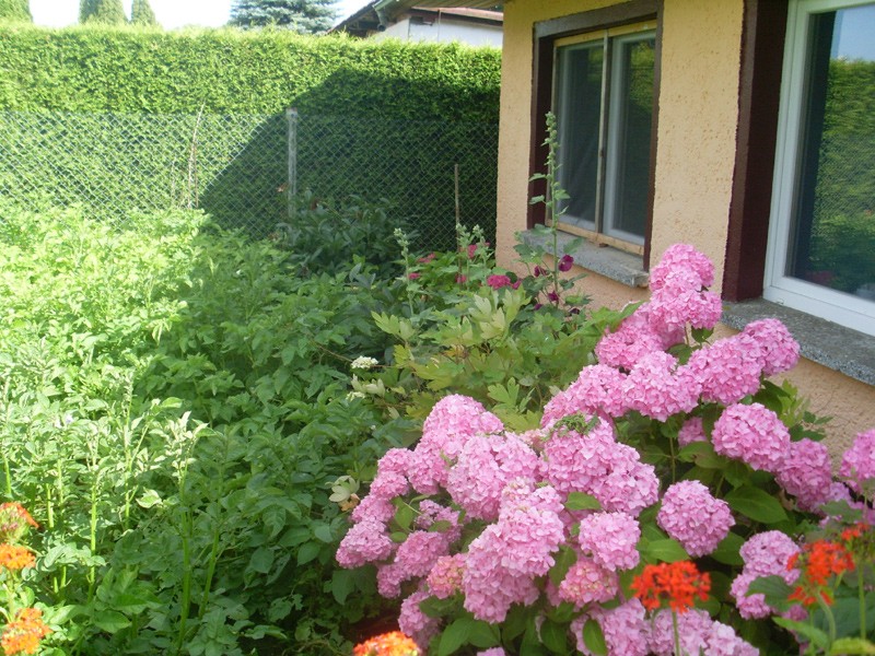 Garten- oder Bauernhortensie (6. Juli 2014)