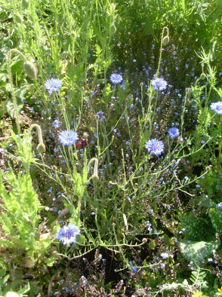 Kornblume am 30. Mai 2014