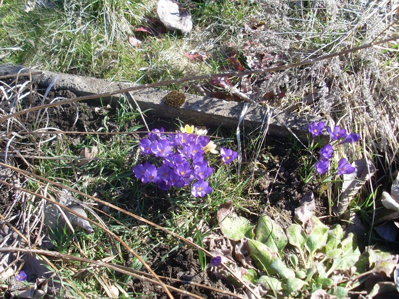 Krokusse am 8. März 2014