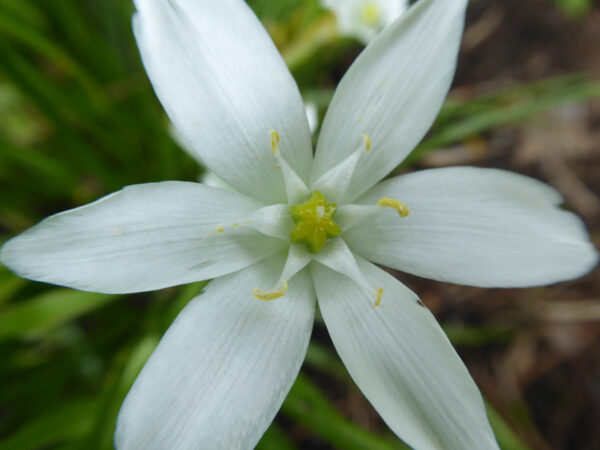 Großaufnahme einer Blüte des Milchsterns