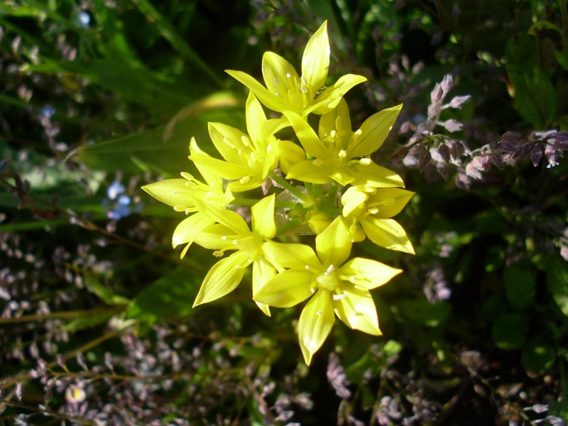 Blüte, vergrößer (30. Mai 2014)