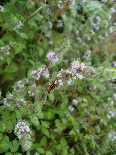 (Rundblättrige) Minze am 7. August 2014