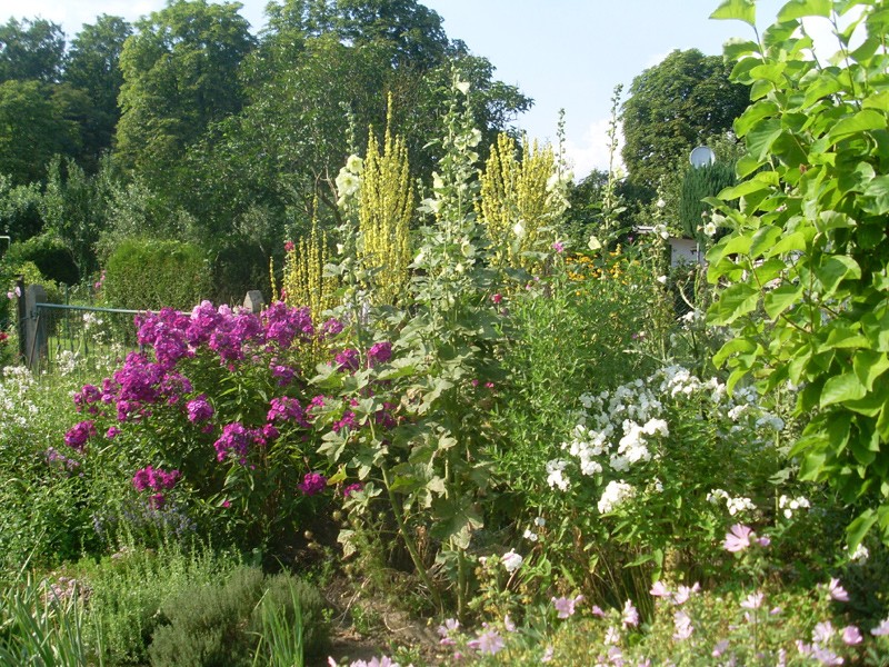 Hoher Staudenphlox am 12. Juli 2014