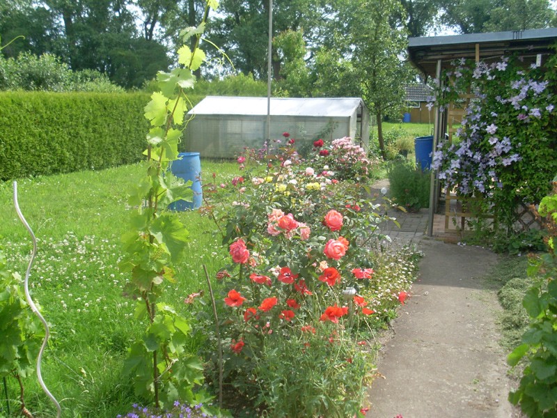 Alle meine Rosen am 28. Juni