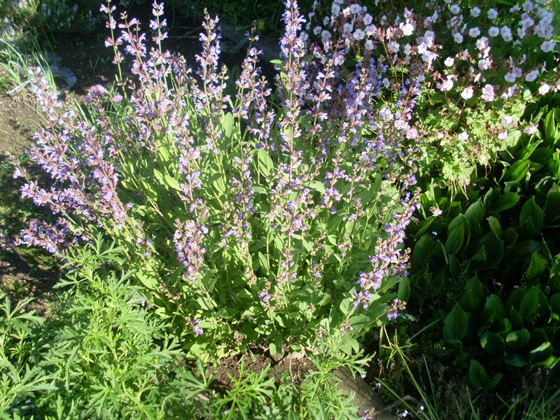 Küchen-, Garten- Heil- oder Echter Salbei am 30. Mai 2014