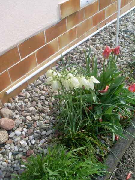 Schachblume in Weiß (25. April 2015)