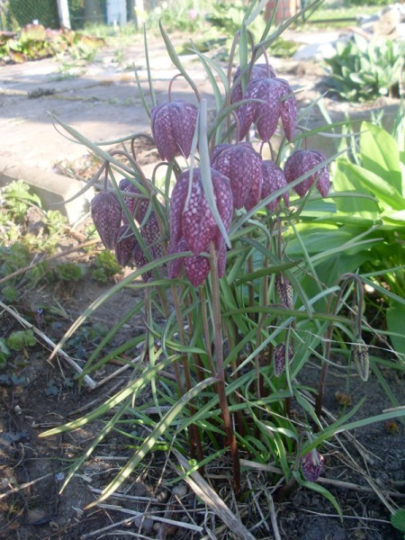 Schachblume am 19. April 2015