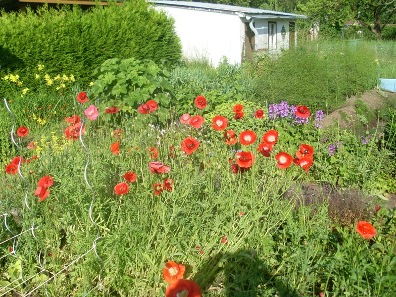 Seidenmohn 30. Mai 2014