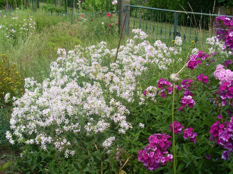 Seifenkraut, 12. Juli 2014