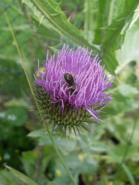 Blüte der Eselsdistel (12. Juli 2014)