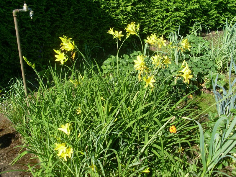 Gelbe Taglilie (30. Mai 2014)