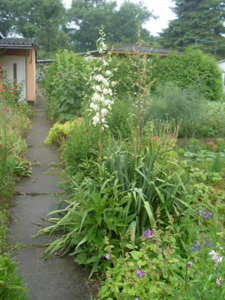 Yucca alias Fädige Palmlilie (28. Juni 2014)