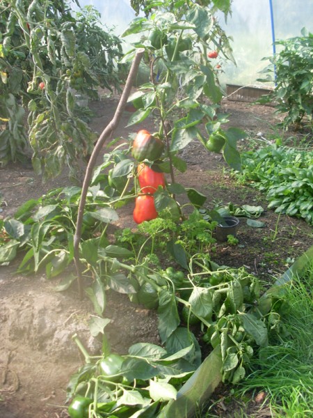 Eine wenig beachtete und nicht gestützte Paprika im Folientunnel 2014