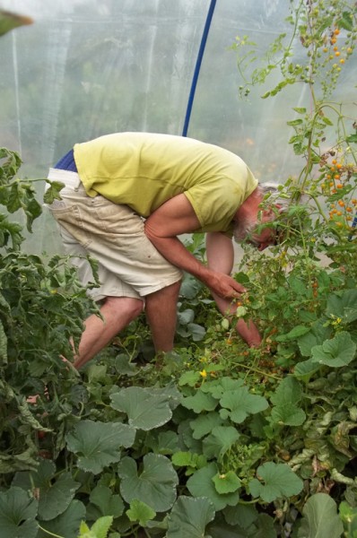 Nicht nur die Melonen wuchern: auch diese gelbe Kirschtomate