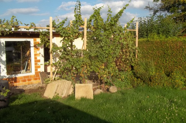 Herbstsonne, wie sie Süße in den Wein jagt.