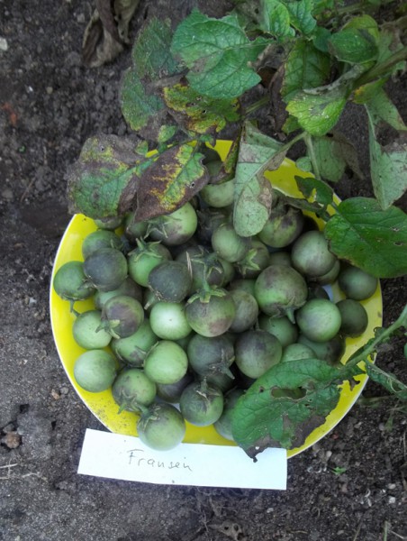 Früchte von drei Pflanzen der Kartoffelsorte 