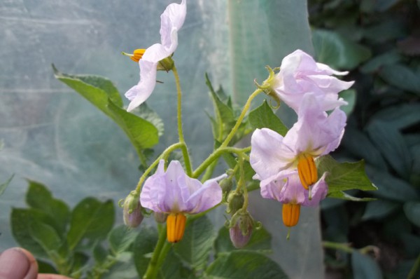 Kartoffelblüten am 20. Juli 2015 im Folientunnel