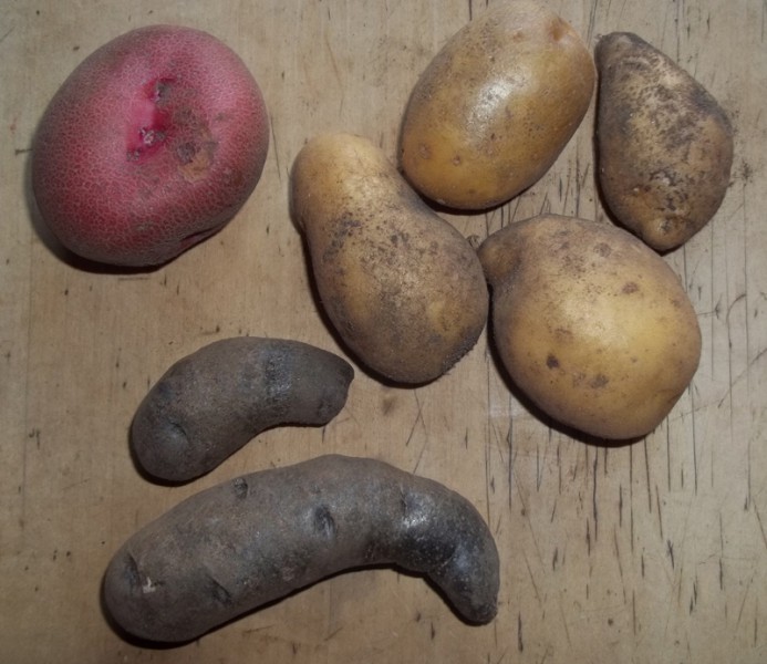 Die Saat der Kartoffel – Ich bin dann mal im Garten