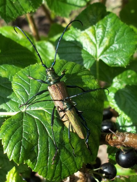 Ein Pärchen des Moschusbocks (Aromia moschata) auf meinen ungenießbaren schwarzen Johannisbeeren (27. Juli 2015)