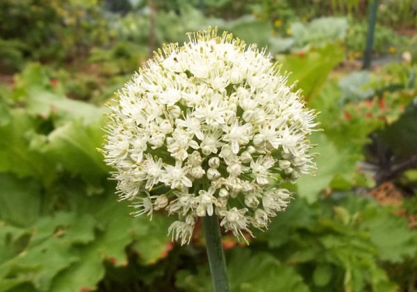 Blüte der "Wiener Roten" am 25. Juli