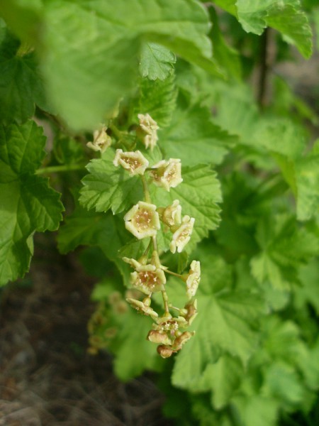 Blütenrispe einer roten Johannisbeere am 25. April 2015